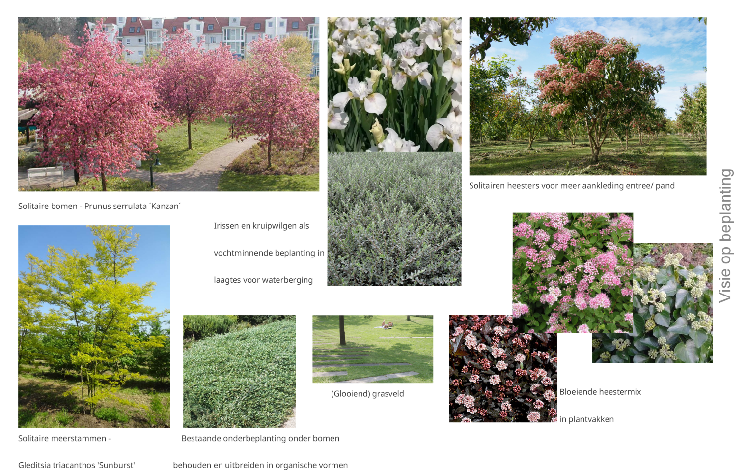 In deze afbeelding zie je welke beplanting we willen gebruiken in het ontwerp